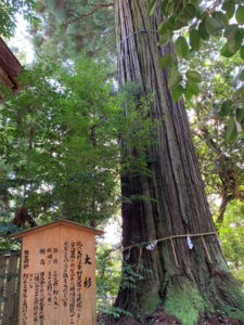 須佐神社の大杉（1）