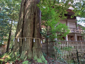 須佐神社の大杉（2）